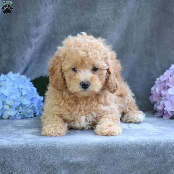 Rose, Miniature Poodle Puppy